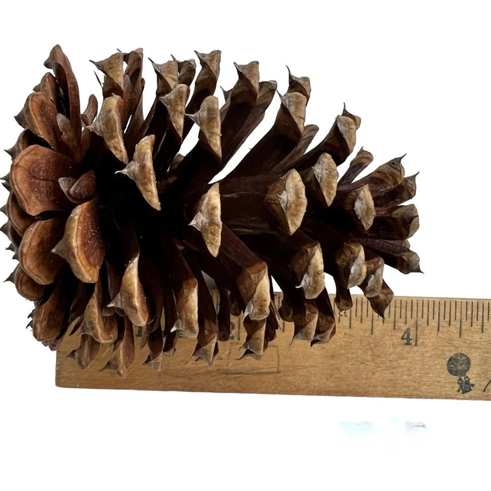 Organic Pine Cones Craft Supply Fall Decor Firestarters Hand Picked Lot 25
